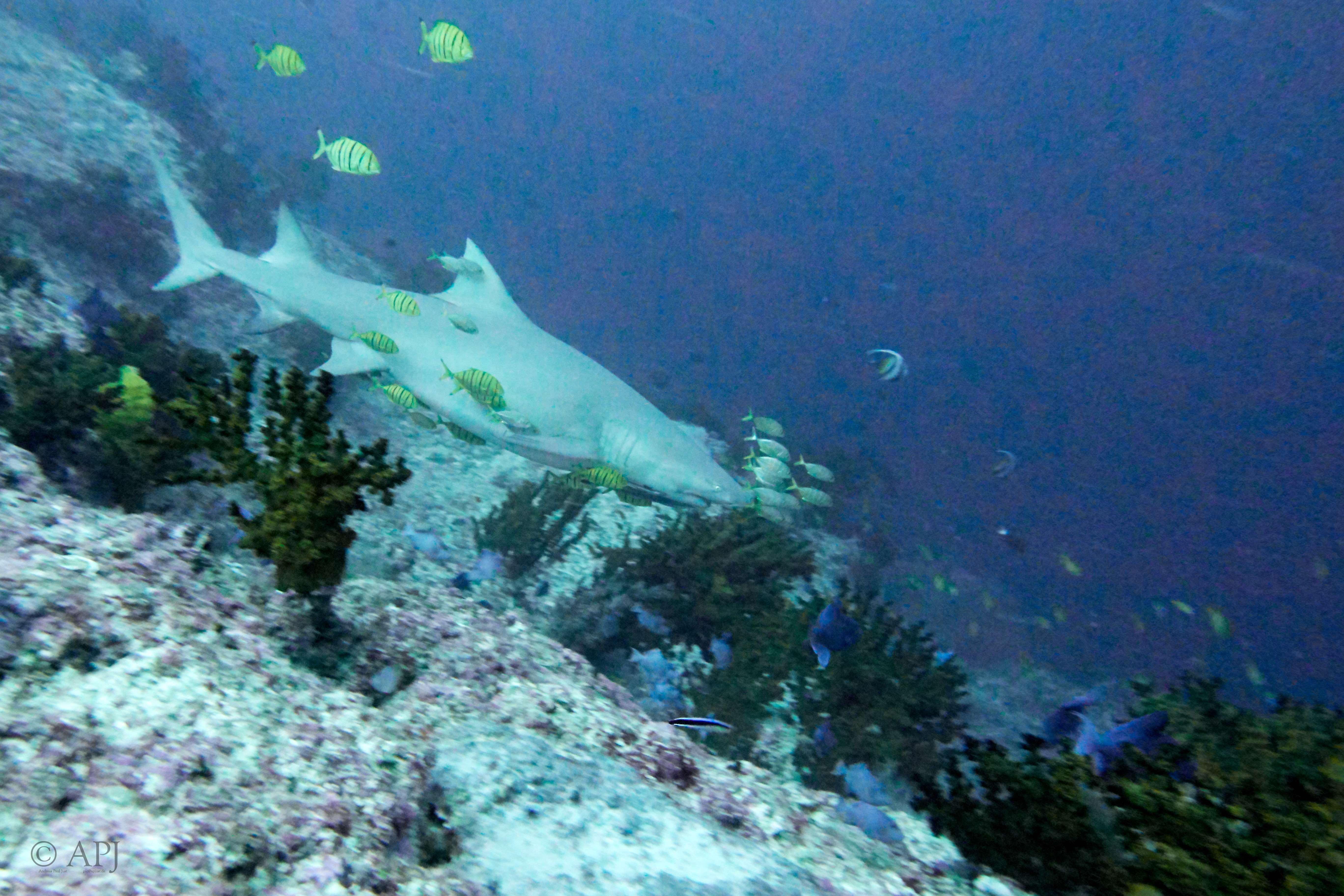 003413 18 08 17  Canon PowerShot G7 X Mark II   Malediven2017